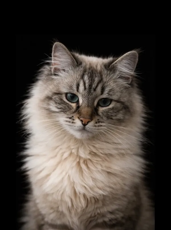 Pushu